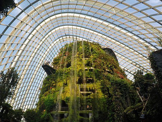 クラウド フォレスト